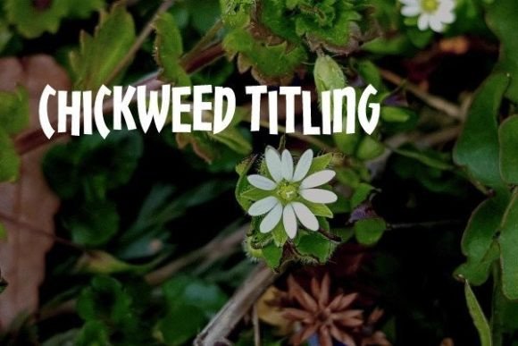 Chickweed Titling: A Craft-Friendly Display Font for Handmade Labels, Invitations & More